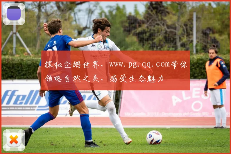 探秘企鹅世界，www.pg.qq.com带你领略自然之美，感受生态魅力